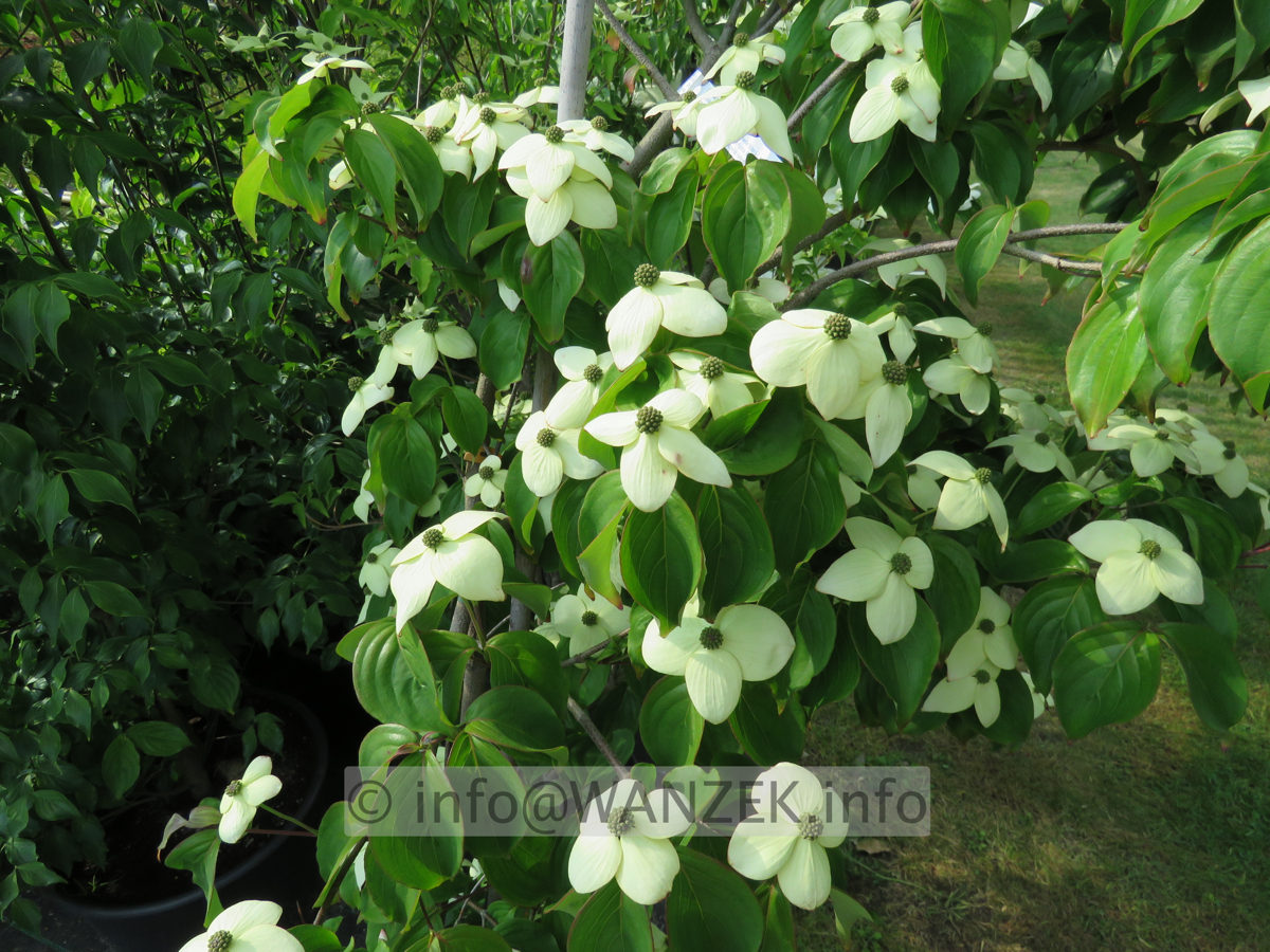 Cornus kousa Madame Butterfly 01.JPG